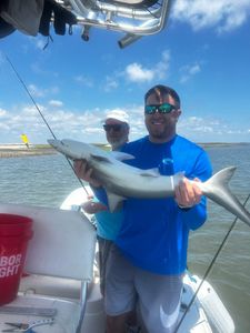 Atlantic sharpnose shark caught during fishing tour in Midway GA