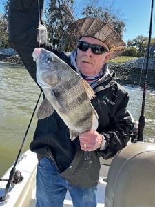 A single black drum fish caught in Midway