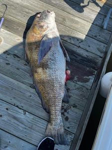 A black drum fish caught in GA