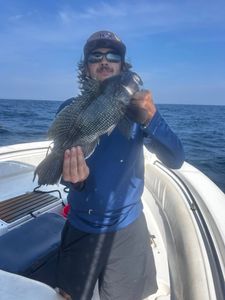 Black sea bass caught during fishing charter in Midway GA