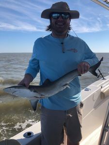 Blacktip shark caught in GA fishing trip