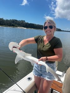 Bonnethead shark, 27 inches, caught in GA