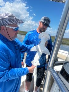 A Bonnethead Shark caught during a fishing trip in GA