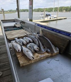 3 fishing lines in the water against a Georgia backdrop