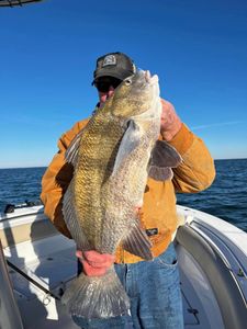 Black Drum fish in GA