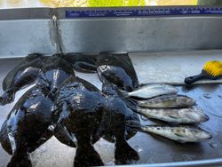 4 fish caught while fishing in GA