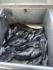 3 sea bass caught in GA