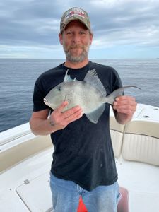 A grey triggerfish caught in GA