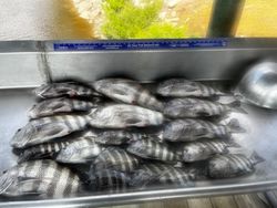 8 black drum and sheepshead fish in Midway
