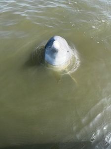 Exhilarating fishing trip in Midway