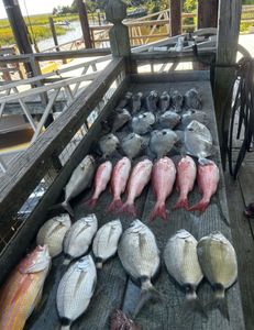 9 fish caught during a fishing tour in Midway