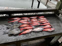 7 grey triggerfish caught while fishing in Midway