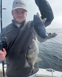 2 sea bass and grey triggerfish caught in Midway