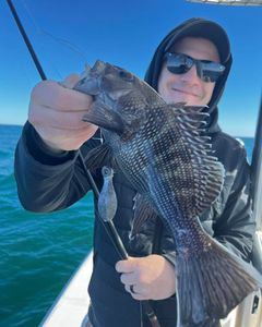 Caught a 18-inch sea bass while fishing in Midway