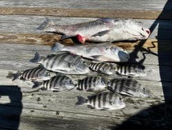 7 sheepshead fish caught on a fishing tour in Midway