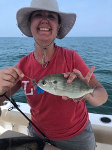 Pinfish caught in GA during fishing tour