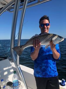 Redfish, 24 inches, caught at Midway