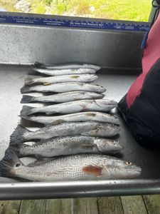 7 spotted weakfish caught at Midway