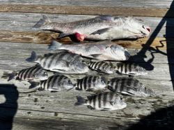 Seven sheepshead and black drum fish caught in Midway