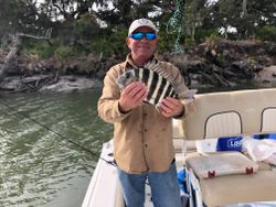 Sheepshead fish caught while fishing in GA