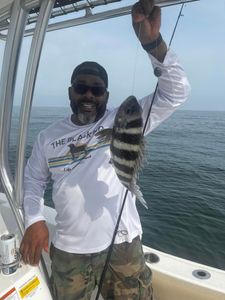 Sheepshead fish caught during fishing tour at Midway location