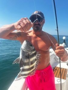 Freshly caught sheepshead fish being held on fishing boat in Midway GA waters