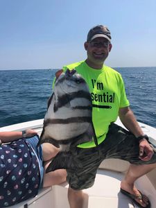 Sheepshead fish caught fishing in GA