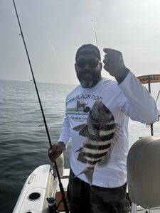 Sheepshead fish caught while fishing in GA