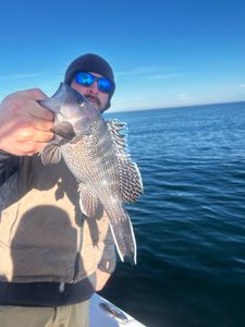 Sea bass caught in GA during fishing or tours