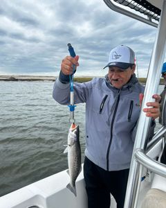 Spotted Weakfish, 14 inches, fishing in GA