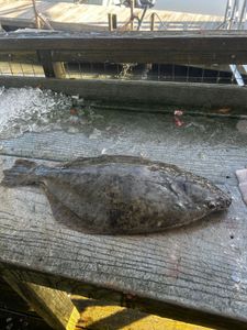 Summer Flounder caught on fishing tour in GA