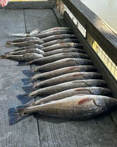 Three redfish caught while fishing in GA