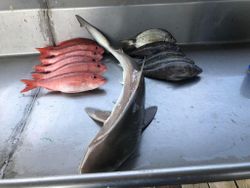 3 gafftopsail sea catfish in GA
