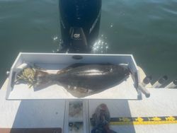 California flounder caught fishing in Mastic Beach NY displayed on boat cleaning station