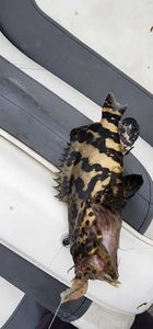 Fish-Species