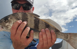 Black drum fishing in Daytona Beach