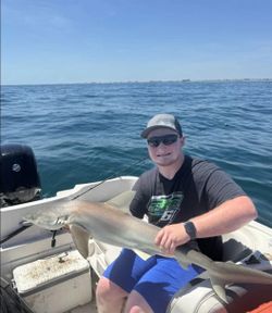 Bonnethead shark caught while fishing in Florida