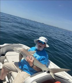 Dusky Smooth-Hound fish caught during fishing tour in Daytona Beach
