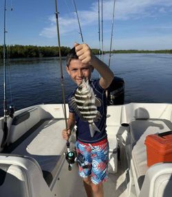 Sheepshead fish caught during fishing tours in FL