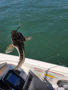 Spotted beauty from the deep.
