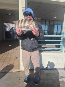 A fisherman holding a sheepshead fish in NC