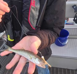 Fish-Species