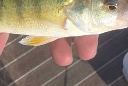 Fish-Species