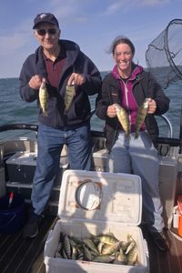 3 american yellow perch caught fishing in monroe