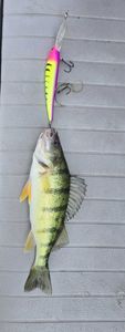 Fish-Species