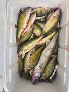 6 fish caught during fishing trip in MI