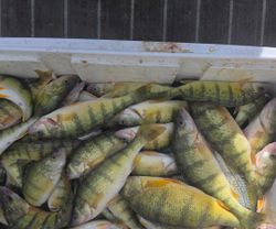 Fish-Species