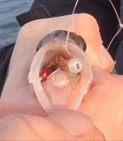 Fish-Species
