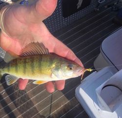 Fish-Species