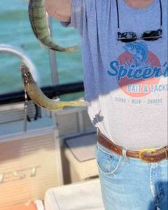 Fish-Species